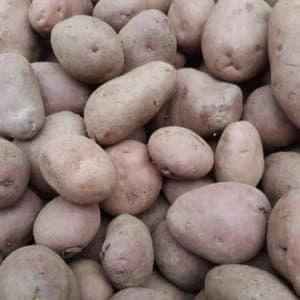 Pomme de terre "Désirée" (Purée/Potage)