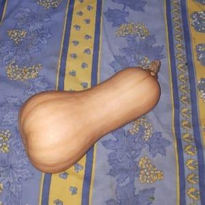 Butternut