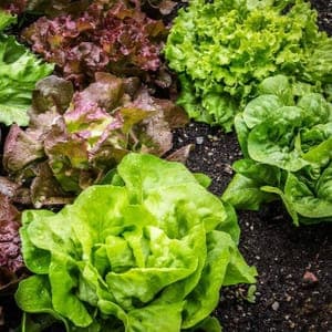 Salade de saison