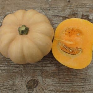 Courge