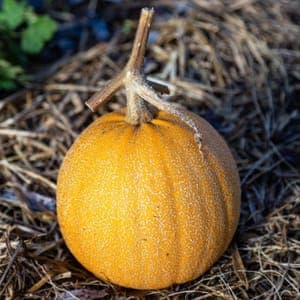 Courge Melonette jaspée de Vendée