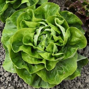 Salade