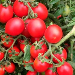 Tomate grappe " Grappoli d'Inverno"