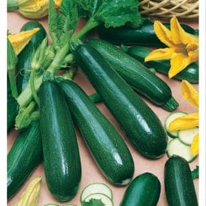 Courgette Black Beauty