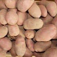Pomme de terre ferme