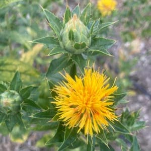 Semences Fleurs Carthame des teinturiers sauvage (jaune épineuse)