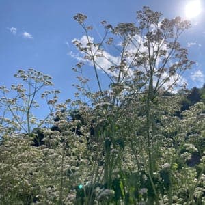 Semences Vivaces Valériane Officinale