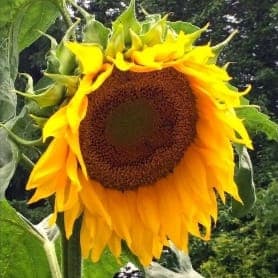 Tournesol Géant Mammouth