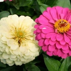 Zinnia