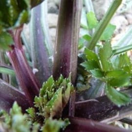 Céleri à côtes violet de Tours (godet)