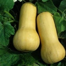 Courge Butternut