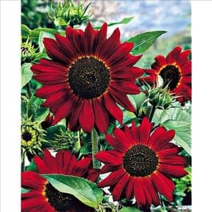 Plant de fleur - TOURNESOL ROUGE VELVET QUEEN