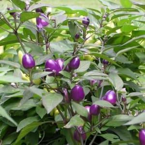 Plant de légume - PIMENT Purple Delight