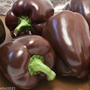 Plant de légume - POIVRON Chocolat