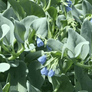 Plant de légume vivace - HUÎTRE VEGETALE - Mertensia Maritima