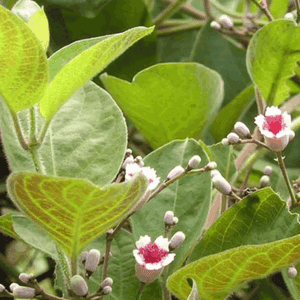 Plant de légume vivace - FROMAGE VEGETAL