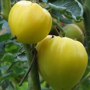 Plant de tomate originale - COEUR DE BOEUF BLANCHE