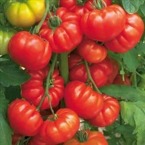Plant de tomate rouge - BEEFSTEAK