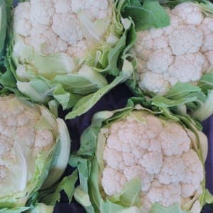 CHOU FLEUR BLANC