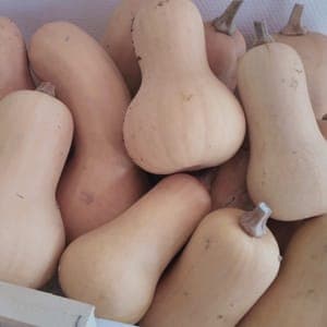 COURGE BUTTERNUT