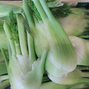 FENOUIL