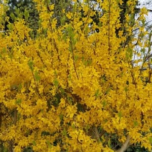 PLANT de Forsythia