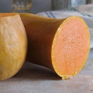 Sucrine du Berry (courge)