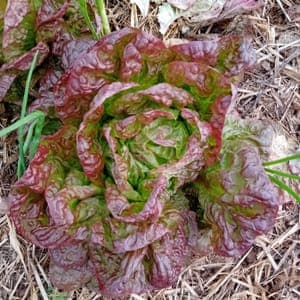 Salade laitue d'hiver