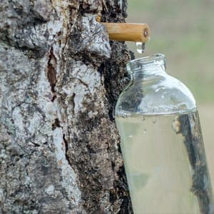 Sève de bouleau fraîche