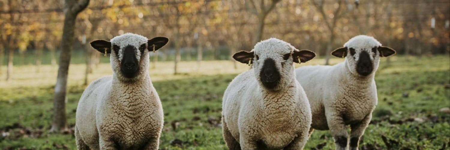 Bannière de Les Moutons de Fernand