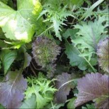 Mesclun de crucifères