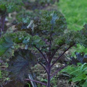 Chou kale