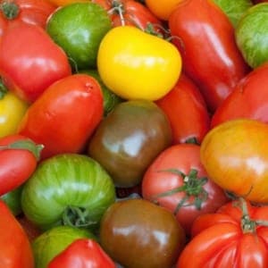 Tomates variétés anciennes