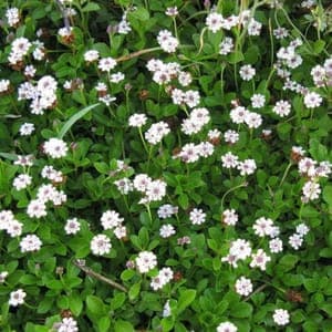 a/ couvre-sol: Lippia nodiflora