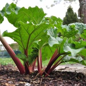 Plant Rhubarbe