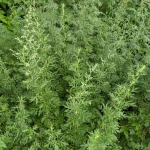 armoise commune / artemisia vulgaris