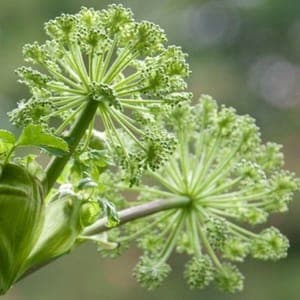 Angélique officinale