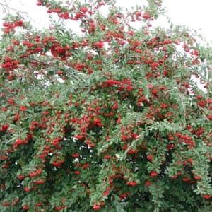 z/ cotoneaster laiteux