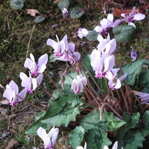 Cyclamen de Naples