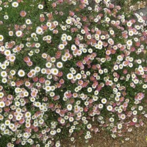 Erigeron de Karvinsky