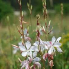 Gaura lindheimeri