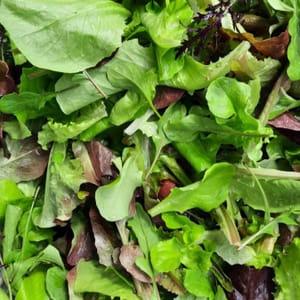 Mesclun