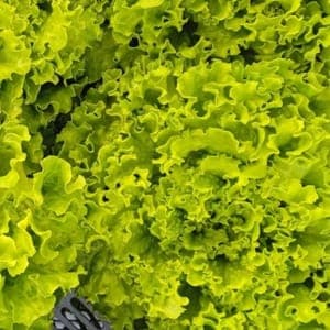 Salade Batavia verte