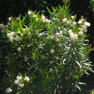 z/ Laurier rose à fleurs blanches (Nerium oleander)