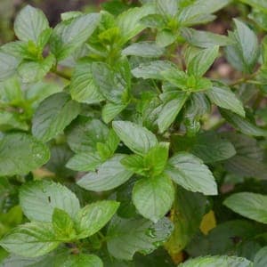 Menthe bergamote