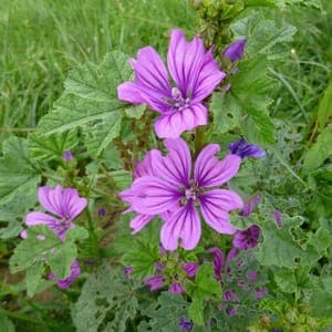 Mauve sylvestre