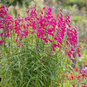 Penstemon