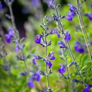 Sauge bleue (salvia greggii 'blue note')