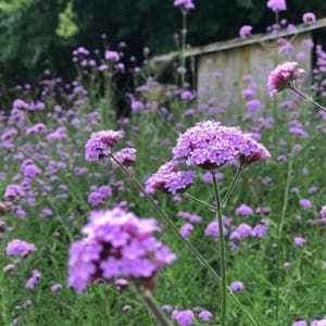 Verveine de Buenos Aires