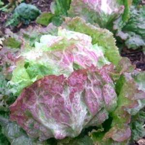 Salade - Laitue Rouge Grenobloise